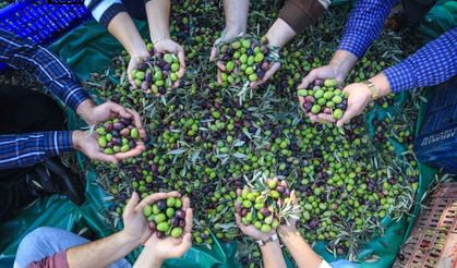 10. Milas Zeytin Hasat Şenliği başlıyor