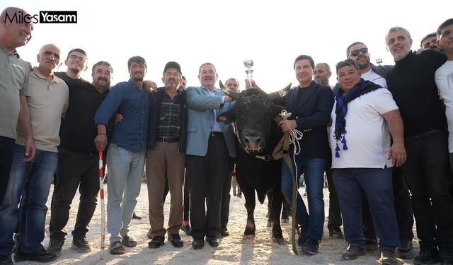 Ören'de boğa güreşi yoğun ilgi gördü